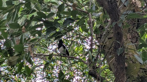 20250629大湳森林公園好所在2823574