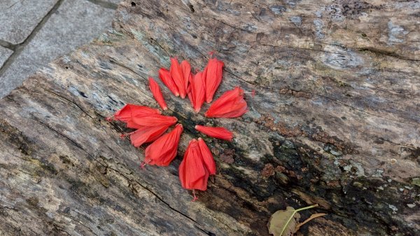 114.08.02劍潭山之小百岳之一2850221