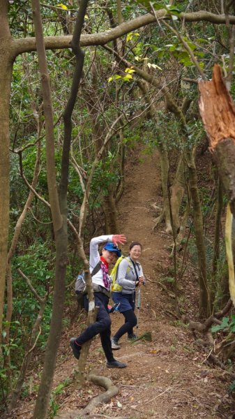 東勢大崙、東勢坑山、觀音湖山O走2986307