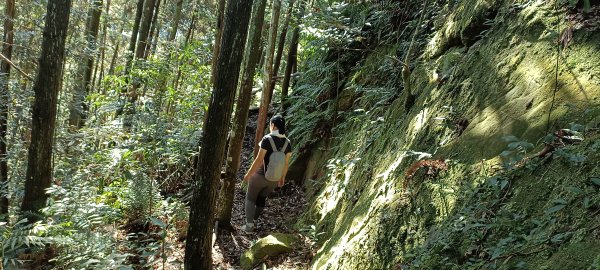 20231207_大隘山+五指山橫向步道2370609