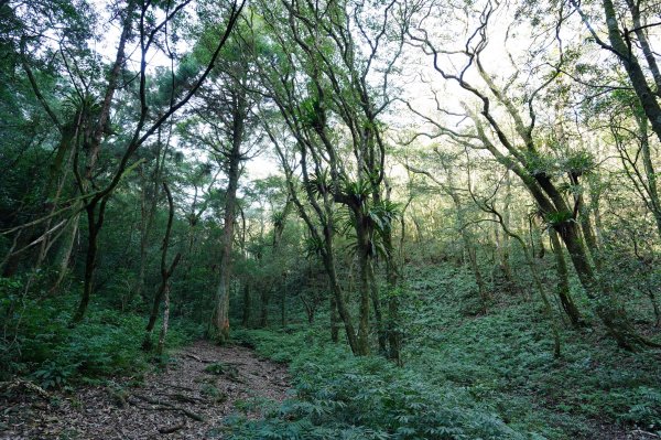 新北 烏來 美鹿山、高腰山、拔刀爾山、小巫山2703492