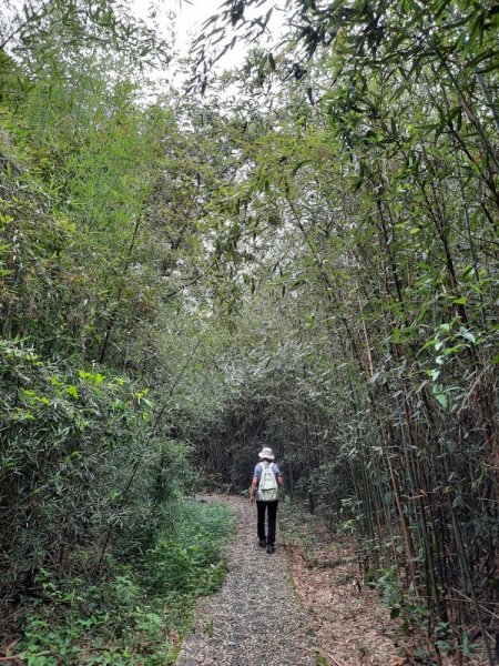 《台中》后里鳳凰山觀音山步道O巡08301083673