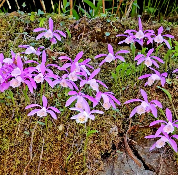 20260413🚂阿里山眠月線健走 姐妹潭 水山巨木步道療癒封面