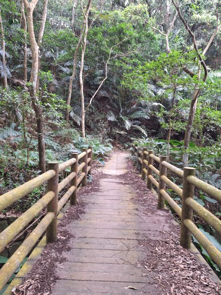 飛龍步道(崇聖亭起登)202401222696328