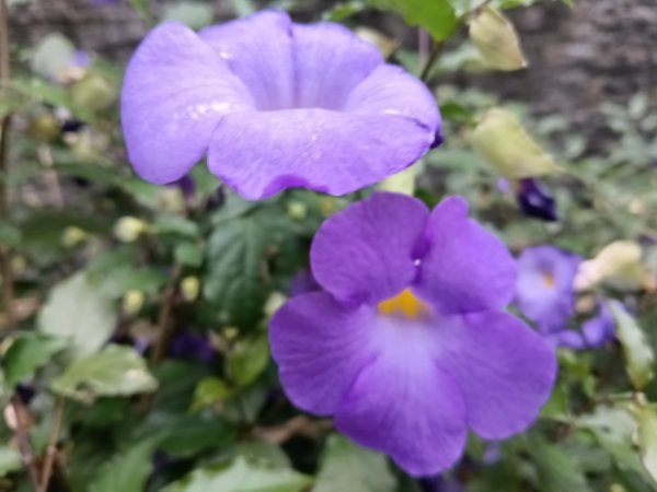 瑞芳區瑞芳四秀(白象山+秀崎山+瑞芳山+龍潭山)2785207