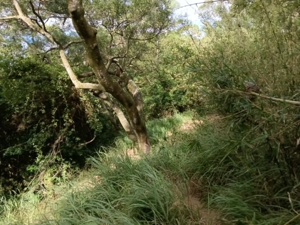 造橋鄉口山步道(老庄山+菜瓜窩山+造橋口山)2933703