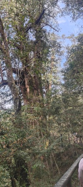 拉拉山國家森林遊樂區2752221