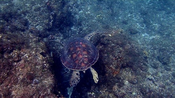 浪漫小琉球浮潛旅遊1946104