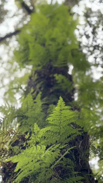 20240825小百岳稍來山2584161