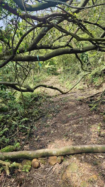 20250429蛇子形古道稜線段-八分寮古道-三角尖山-尪仔上天山-八分寮頂山2773574