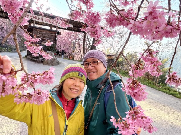 司馬庫斯巨木步道+櫻花祭20260219