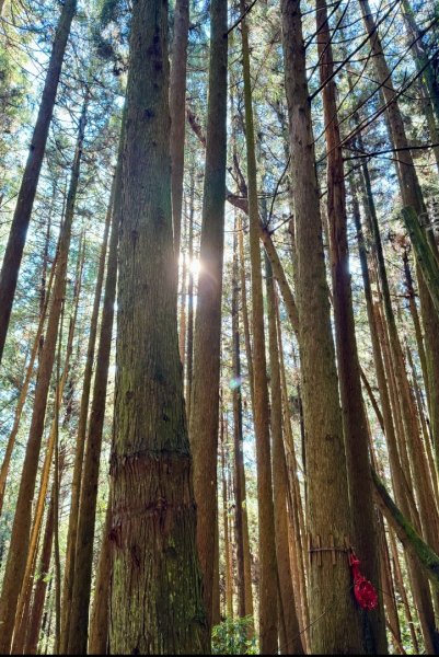 觀霧-榛山步道2926095
