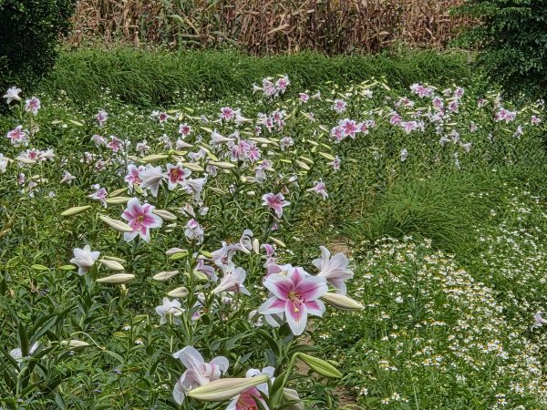 20260522淡水南瓜隧道-下奎柔百合花園-錦繡莊文化園區3062856
