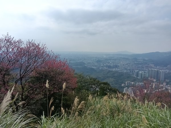 大尖山櫻花-龍船洞-秀峰瀑布2733742