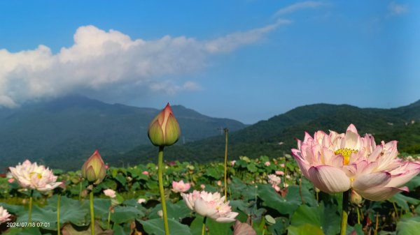 雲山水花鳥蝶 - 天龍國阿伯的日常7/18 & 21、22、292553995