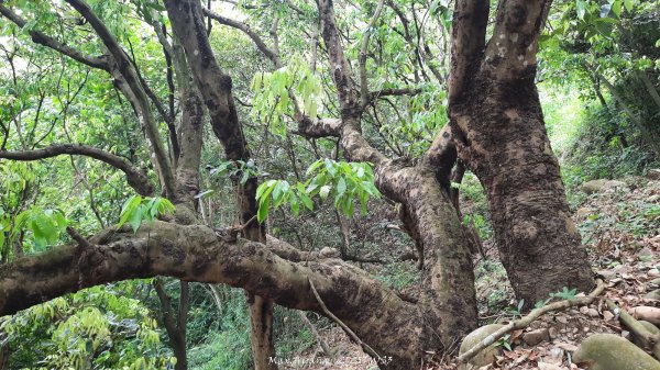 《南投》峰峰相連｜草屯九九峰森林步道O型202509062879264