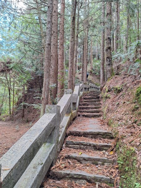 觀霧之榛山O型202411232653958