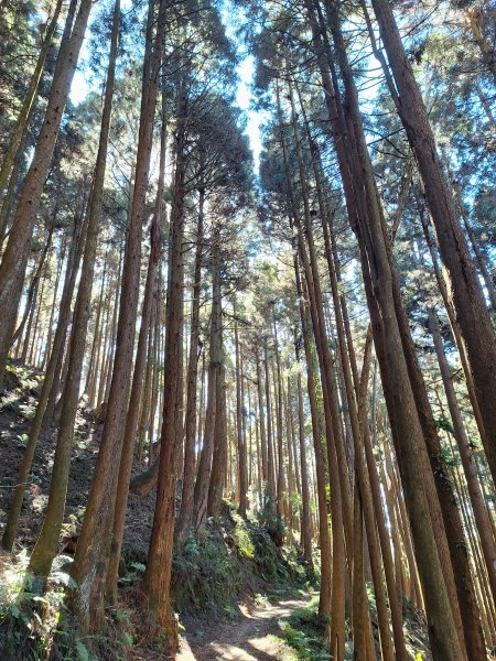 石山引水道202512112959528