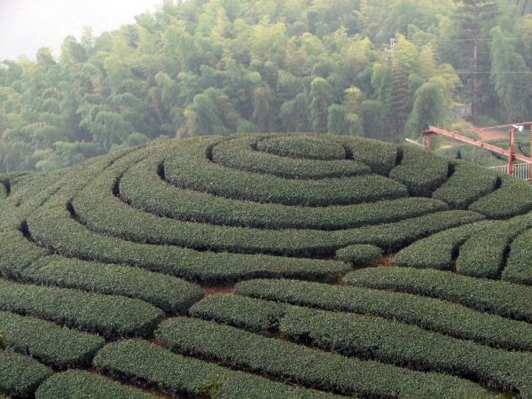 竹山天梯與太極峽谷(順遊八卦茶園)124454