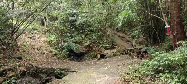 基隆市月眉洞步道-仙洞湖山-姑娘廟P字走3121981