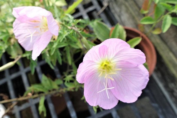 2021桃園彩色海芋季1346790