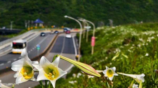 #金山清水溪  #石牆蝶 #國聖涼亭 #百合草原 #八里華富山路 #淡江大橋 5/163055957