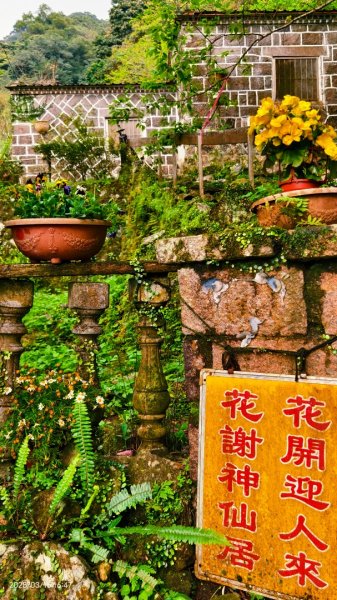 #綠繡眼 訪花 #吉野櫻 #天元宮 #楓樹湖 03162736766