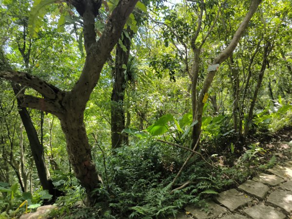 20240923微笑山線：【天上山系】烘爐地土地公段2892443