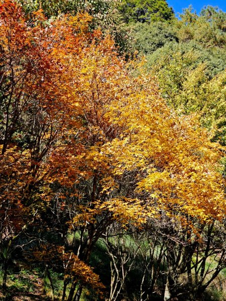 大雪山神木步道2962655