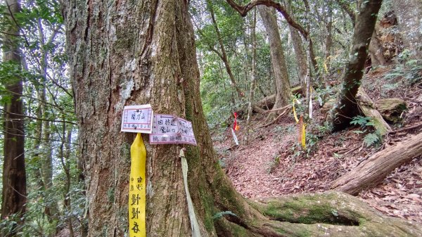 埔里六秀之3關刀山（順走關刀山西峰/西關刀山北峰）1644270