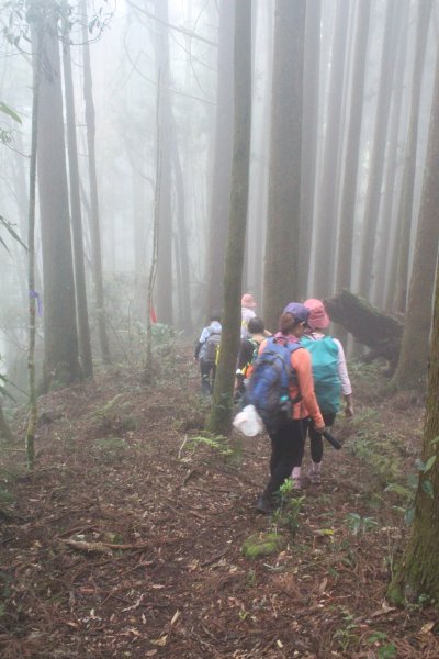 20230603嘉義二萬坪山及神木群2174612