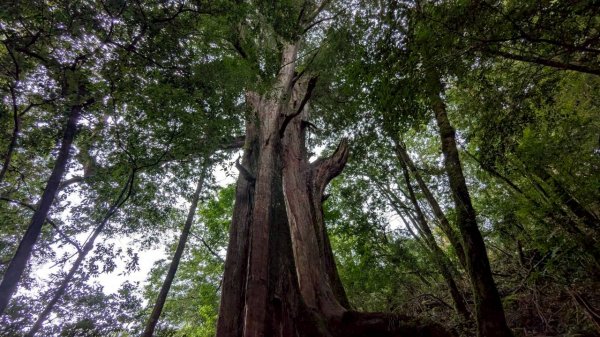 鎮西堡巨木步道群 (B區)2861175