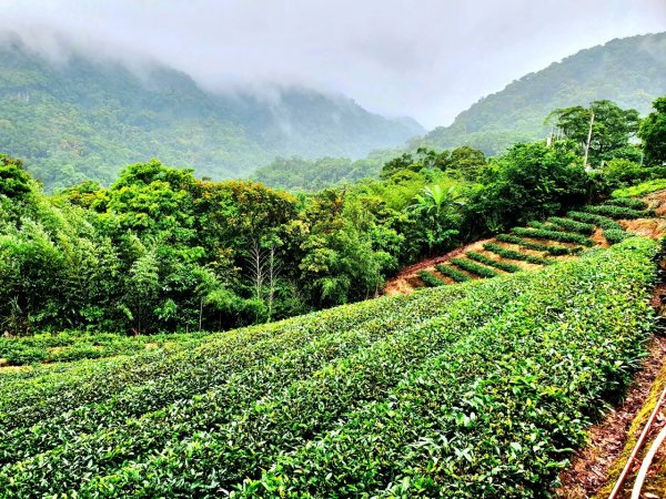 汐止大尖山，台北大縱走第七段，樟樹步道，飛龍步道，石獅腳步道，指南國小步道，木柵公園，萃湖1849791