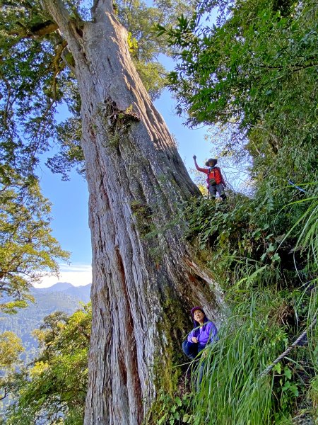 鳶嘴稍來神木、稍來山O型走20209151102479