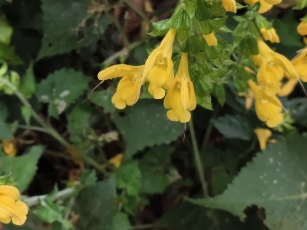 [百山百鳥尋旅-11/15] 2025_0927 大屯主峰-連峰步道_大屯山南峰2899403