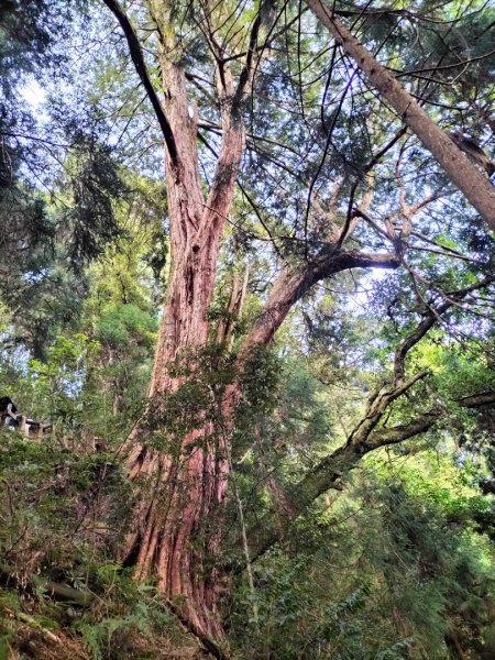 檜山巨木群步道2250300