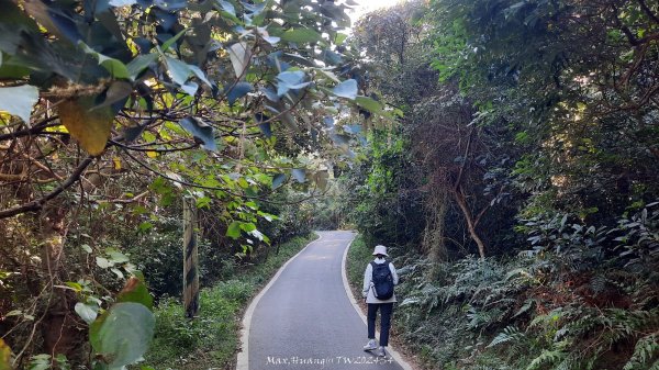 《新竹》湖口老街｜金獅古道O繞茶香及仁和步道202412062663704