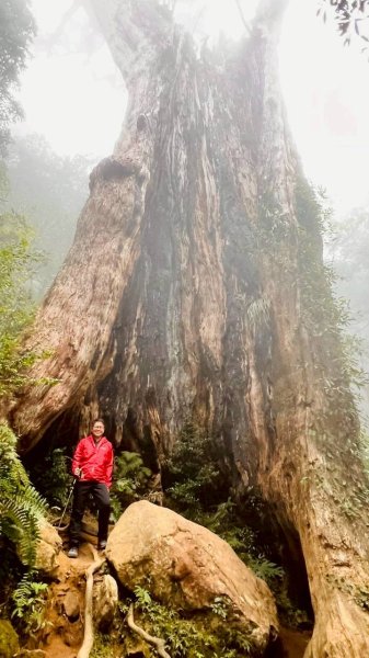 🌈12/28（日）北得拉曼神木+內鳥嘴山✨FB：熊熊趴爬走🌈2971264