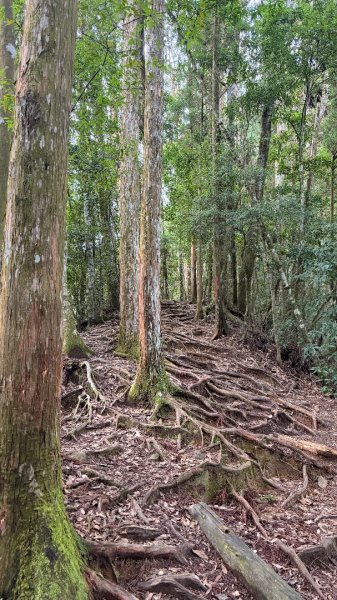 加里山 2025 12/282971685