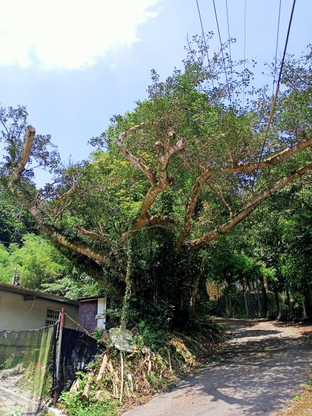 【小百岳集起來】#017 二格山登山步道(栳寮線) →猴山岳步道→草湳1692457