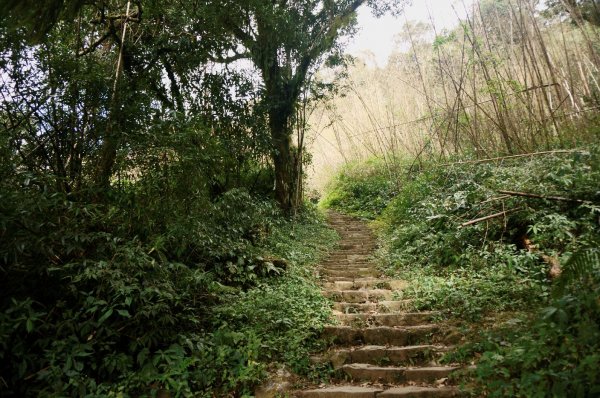 奮起湖大凍山步道2011374