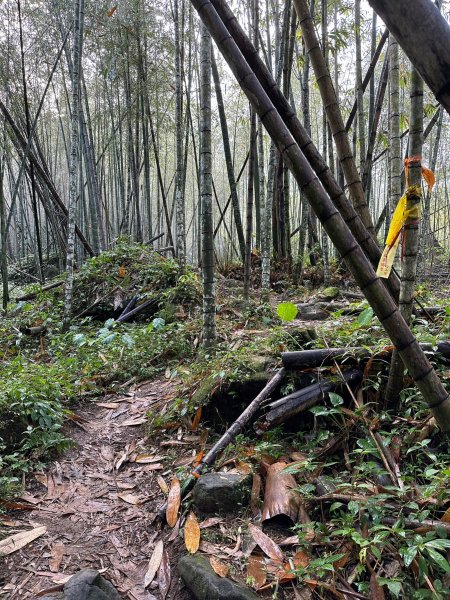 陡上陡下的溪頭鳳凰山1872908