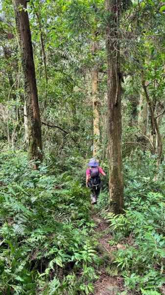 三針後山、雙連埤犬香薷節2592720