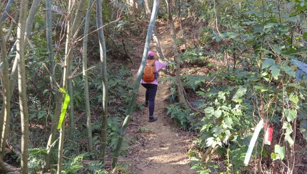 (姨婆趴趴走)第四十五集:新竹竹東三山（新具庄山、樹杞林山、員崠子山）環狀縱走2662240