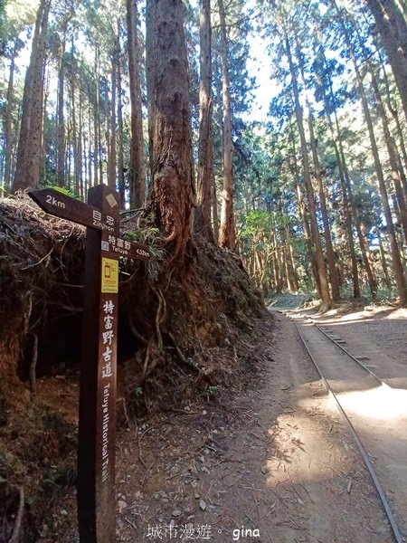 【嘉義阿里山鄉】遠離塵世走入山林芬多精。 特富野古道~自忠至特富野 (往返)2484556