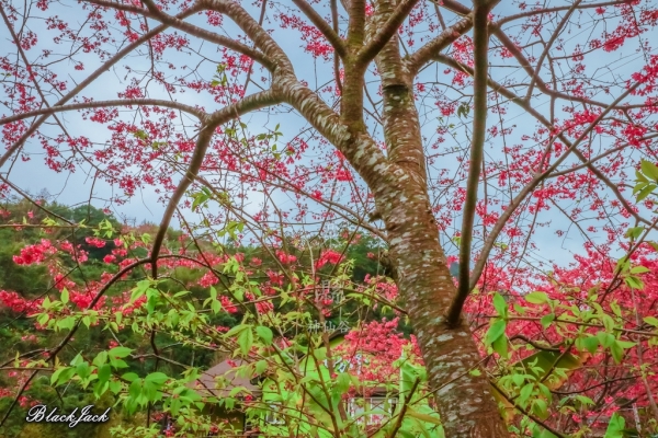 神仙谷瀑布的櫻花260818