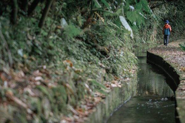 遇見淡水版花園鰻 - 半嶺水圳步道上游段 & 松溪瀑布2651124