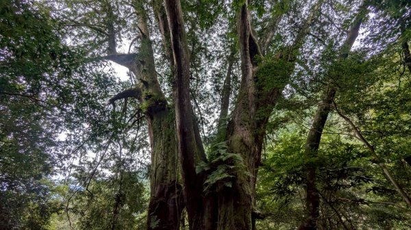 鎮西堡巨木步道群 (B區)2861148