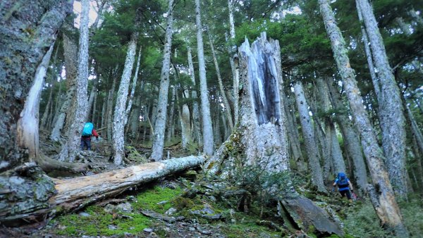 穿梭叢林桃山瞻仰巨木的殿堂桃山神木之行1656665