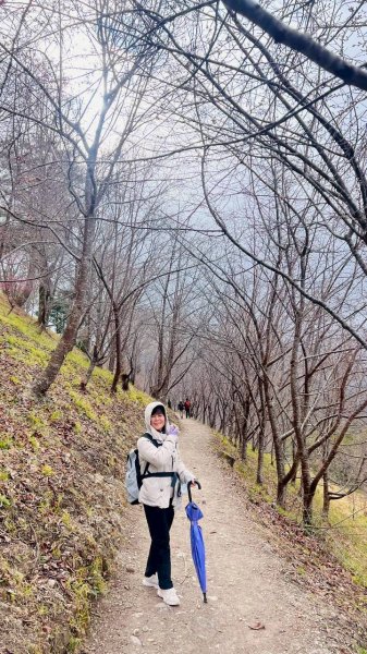 🌈2/7（六）-2/8（日）上帝部落~司馬庫斯神木2日深度之旅✨FB：熊熊趴爬走🌈🌈2995205